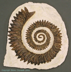 Helicoprion bessonowi