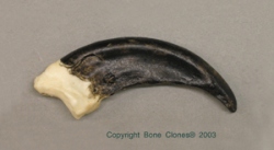 Komodo Claw