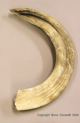 Hippo Tusk, lower canine (L or R)