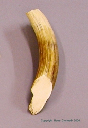 Hippo Tusk, upper canine (L or R)