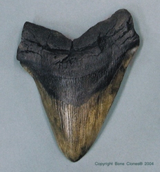 Megalodon Hai