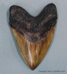 Meg tooth, x-large-6 3/4