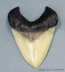 Meg Tooth, record size- 7 1/8