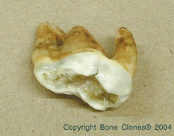 Polar Bear Tooth