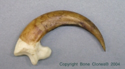 Bald Eagle Talon