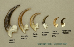 Set of 6 Raptor Talons- Harpy Eagle, Golden Eagle, Bald Eagle, Red-Tail Hawk, Falcon, Great Horned Owl