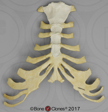 Gorilla Thorax Assembly (Sternum and Costal Cartilage)