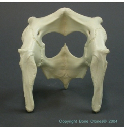 Komodo Pelvis