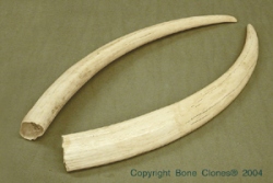 Walrus Tusks, pair