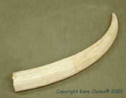 Walrus Tusk,single 