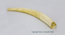 Giant Walrus Tusk 