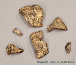 A.afarensis Lucy cranium fragments- 6 parts