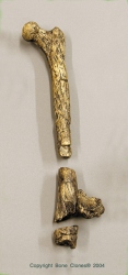 A. afarensis Lucy Femur, 3 parts