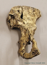 A. afarensis Lucy 1/2 Pelvis (Innominate)