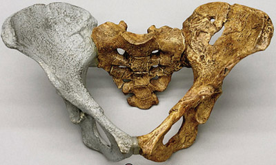 Australopithecus afarensis 