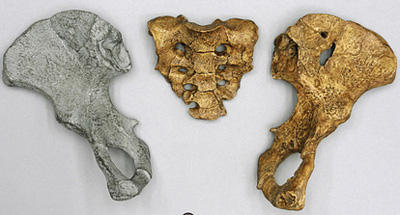 Australopithecus afarensis 