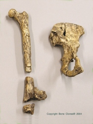 A. afarensis Lucy set of 5 bones- 1/2 pelvis,femur,sacrum (same as KO-036)