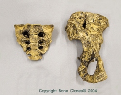 A. afarensis Lucy 1/2 Pelvis, Sacrum