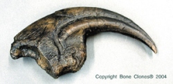 Allosaurus Claw