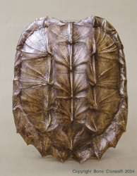 Alligator Snapping Turtle