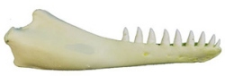 False Killer Whale Jaw, single