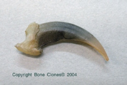 Gray Fox Claw