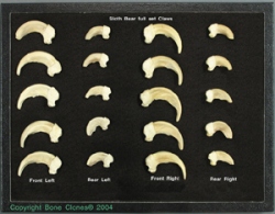 Sloth Bear Claws set Front and rear, in riker box