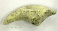 Tarbosaurus bataar Claw- fossil