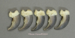 Black Bear Claws-front right set of 5