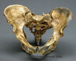 Homo neanderthalensis