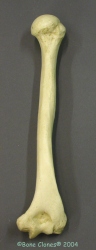 Humerus, Human adult male