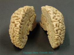 Human Brain, fits in BC-092