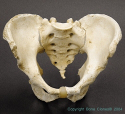 Modern Human, Male Pelvis