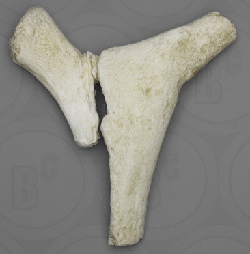 Right Whale Pelvis and Femur