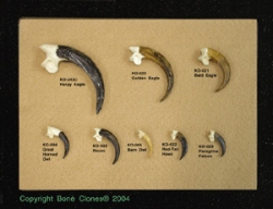 Set of 8 Bird Talons in Riker Box