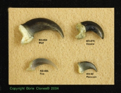 Set of 4 Canid Claws in Riker Box