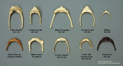 Set of 10 Primate Hyoids