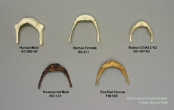 Set of 5 Human Hyoids