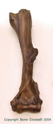 Short faced Bear- Humerus