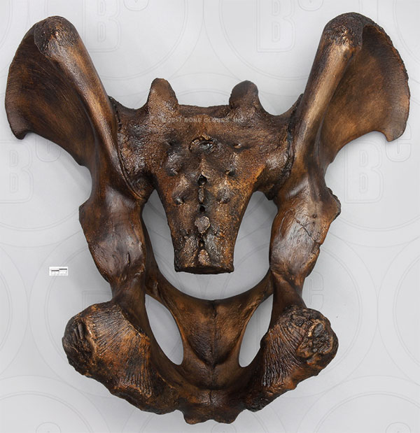 Short-faced Bear Pelvis