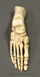Fuss-Skelett 5-jähriges Kind, 8000 Jahre alt