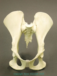 Bonobo Pelvis