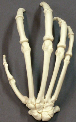 Bonobo Hand, articulated, rigid