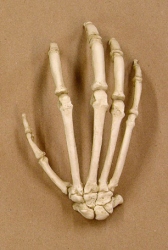 Bonobo Hand, disarticulated