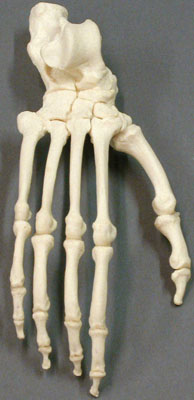 Bonobo Foot, articulated, rigid