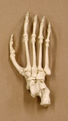 Bonobo Foot, disarticulated