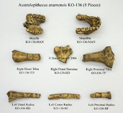 A.anamensis Kanapoi Hominid (KNM-KP 271) set of 8 bones- 4.1 MYA