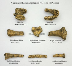 Australopithecus anamensis