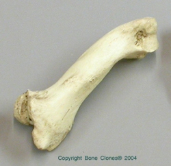 Manatee Humerus