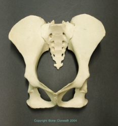 Siamang Pelvis Assembly